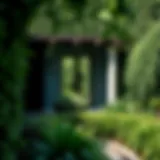 A Glimpse of Nature's Serenity Lush greenery of Ivy Secret Garden