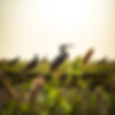 Birdwatching at Ras Al Khor
