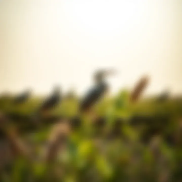Birdwatching at Ras Al Khor