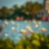 Flamingos wading in Ras Al Khor