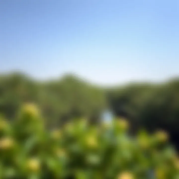 Lush mangroves of Ras Al Khor