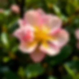 Lemon blossom in Dubai's botanical garden